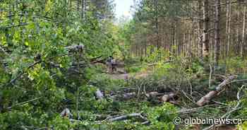 Ganaraska Forest remains closed following extensive damage from May 21 derecho storm - Global News