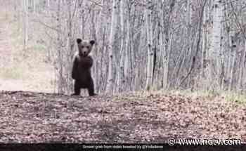 TGIF Mood: Video Of Bear Cub Dancing In Forest Melts 2.5 Million Hearts - NDTV