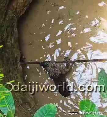 Beltangady: Forest department officials rescue leopard from well - Daijiworld.com