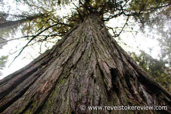 Revelstoke author shares stories from the forest in new book and exhibit – Revelstoke Review - Revelstoke Review