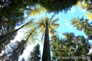 West Kootenay forest to be logged during nesting and migratory season - Trail Times