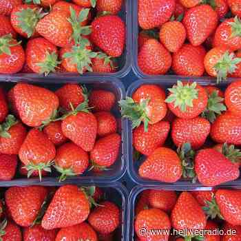 Erdbeer-Umsatz im Kreis Soest sinkt - Hellweg Radio