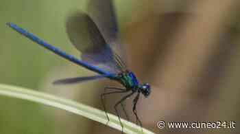 Fossano, in frazione Loreto si inaugura “Il Laghetto delle libellule” - Cuneo24