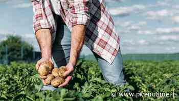 Cia Ascoli-Fermo-Macerata, mancano stagionali nei campi. A rischio raccolta estiva - picenotime.it