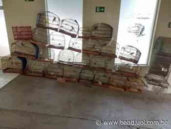 Criador de aves silvestres ilegal é encontrado em Capivari - Band Jornalismo