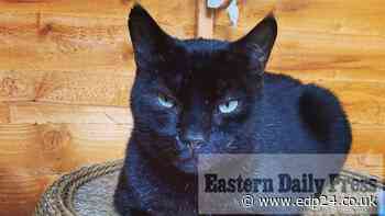 From Lowestoft to Luton, Yogi the cat is coming home - Eastern Daily Press