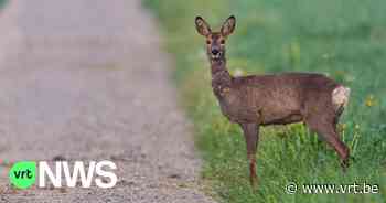 Bekijk - Opnieuw ree gevangen in Leuven, tijdens drukke avondspits op de ring - VRT NWS