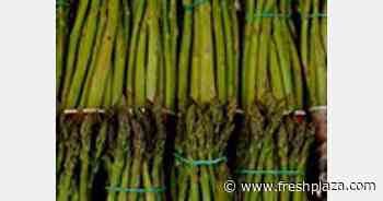Creston Valley asparagus has late start due to cold spring - FreshPlaza.com
