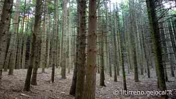 Riserva dell'Acquerino: Davide contro Golia - Il Tirreno
