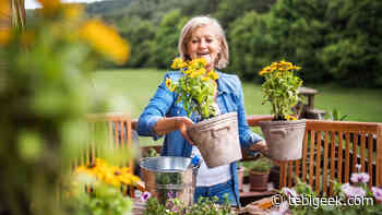 Sono un esperto di giardinaggio, come dare forma al tuo prato se hai solo 5 o 10 minuti - Tebigeek - Tebigeek