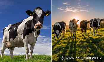 Roger Morgan-Grenville reveals how intensive farming is damaging the environment - Daily Mail