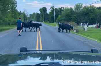 Grenville OPP 'mooove' loose cows from roadway in Edwardsburgh/Cardinal - Ottawa.CityNews.ca