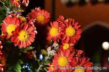 Das sagen die Lahrer Fraktionen zur Verkürzung der Chrysanthema - Lahr - Badische Zeitung