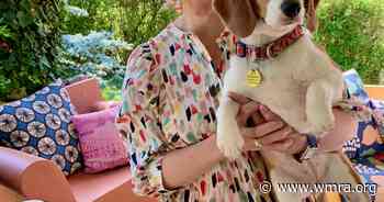 Cumberland beagle breeders shut down by Feds, and Virginia law changes - WMRA Public Radio