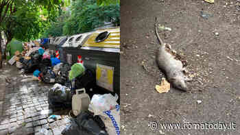 Topi morti e montagne di rifiuti a due passi dai Musei Vaticani