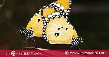 Zamora ofrece una visita guiada para familias para ver mariposas y abejas por la ciudad - EL ESPAÑOL