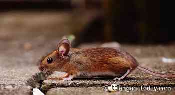 Scientists identify new coronavirus commonly found in rodents - Telangana Today