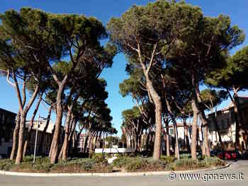 Alberi in Piazza Garibaldi, assemblea pubblica a Pontedera - gonews