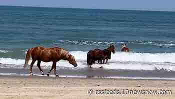 Yes, when it gets too hot, wild horses on the Outer Banks sometimes take a dip