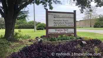 Virginia Tech extension expert shares Hampton Roads 'buffer' plants that can fight erosion