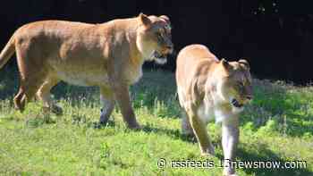 Virginia Zoo welcomes two new lionesses