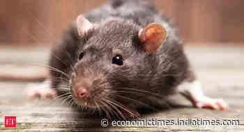 Scientists identify new coronavirus commonly found in rodents - Economic Times