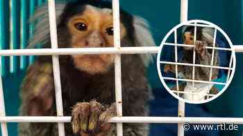 Einsam und gefangen: Veterinäramt rettet kleinen Affen - Halterin wollte ihn im Internet verkaufen - RTL Online