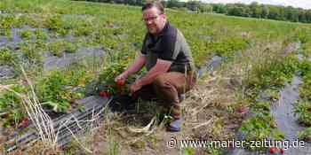 Was Sie heute in Marl wissen müssen: Hochsaison auf dem Erdbeerhof - Marler Zeitung