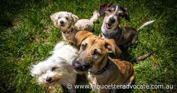 Study reveals surprising morphological diversity of ancient European dogs - Gloucester Advocate