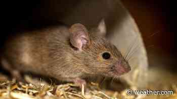 New Kind of Coronavirus Commonly Found in Rodents Identified in Sweden | The Weather Channel - Articles from The Weather Channel | weather.com - The Weather Channel