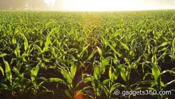 Scientists Are Developing Portable Technology to Test Foodborne Viruses Like Noroviruses, Mycotoxins