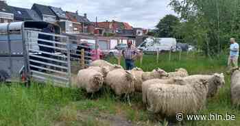 Schapen grazen voor het eerst in Lamotlei | Boom | hln.be - Het Laatste Nieuws