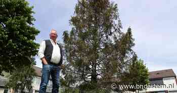Is compost de redding van de 'uitdrogende' boom in Hank? 'Die boom is uitgeput' - BN DeStem