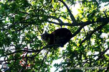 Kat uit boom gered in Hunsel - Weertdegekste.nl