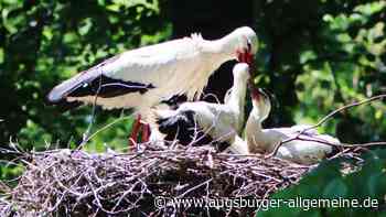 Die ersten Küken sind geschlüpft: So geht es den jungen Wildstörchen