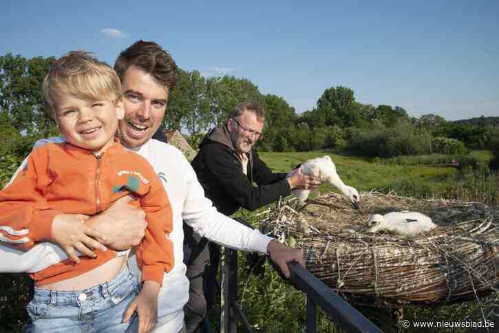 Jules (4) heeft heel bijzondere band met ooievaars: “Vogels streken hier neer op de dag dat hij verlossend nieuws kreeg”