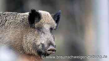 Niedersachsens Jäger schießen weniger Wildschweine