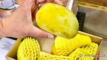 The price of Indian and Pakistani mangoes in Calgary could soar this year, say importers