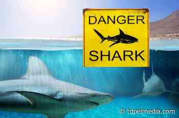 WARNING: Shark alert issued for Plettenberg Bay coastline - TDPel Media