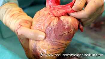 "Unsagbarer Dank": "Tag der Organspende" in Mainz