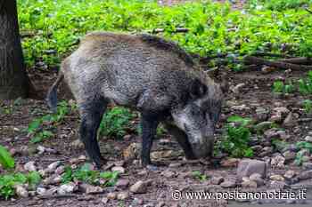 Emergenza cinghiali, Coldiretti: «Subito intervento esercito per fermare invasione» - Positano Notizie