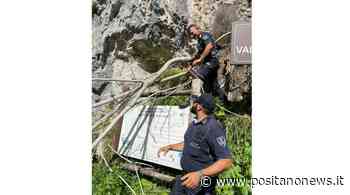 Positano, intervento dei vigili per liberare un sentiero bloccato da un albero - Positanonews - Positanonews