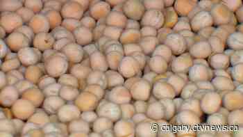 Lethbridge, Alta. brewery enjoys new life as plant protein processor | CTV News - CTV News Calgary