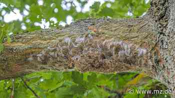 Eichenprozessionsspinner breitet sich im Kreis Wittenberg aus - diese Orte sind bisher betroffen - Mitteldeutsche Zeitung