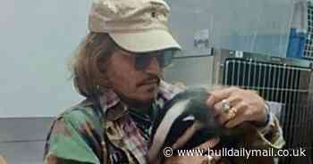 Johnny Depp spotted cuddling orphaned badger at wildlife rescue centre - Hull Live