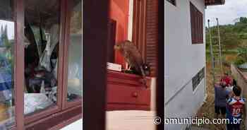 VÍDEO – Gavião invade casa e assusta morador no Jardim Maluche, em Brusque - O Município