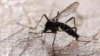 Gefährliche Tigermücke in Heidelberg – mehrere Stadtteile betroffen - heidelberg24.de