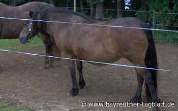 Verschwundenes Pferd Gipsy gefunden: Suche nach Pferd im Landkreis Kulmbach endet tragisch - Bayreuther Tagblatt