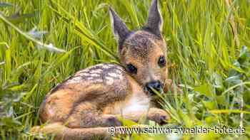 Hund reißt trächtiges Reh - So reagieren Tierhalter und Jäger in Oberschwandorf - Schwarzwälder Bote
