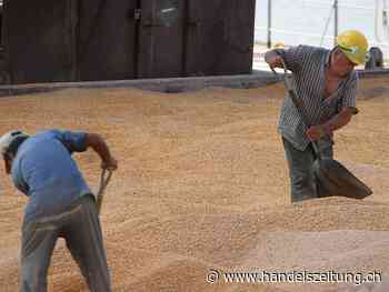 Rekord bei Argentiniens Weizenexporten